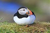 Atlantic Puffinborder=